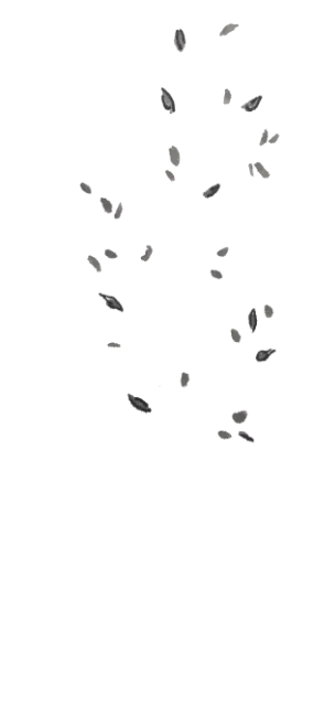 Tree Branch